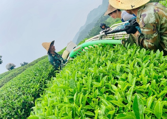 چای داخونگپائو تجربه جادوی چای سفید فیبای آنجی چای قوری کوچک از فودیان